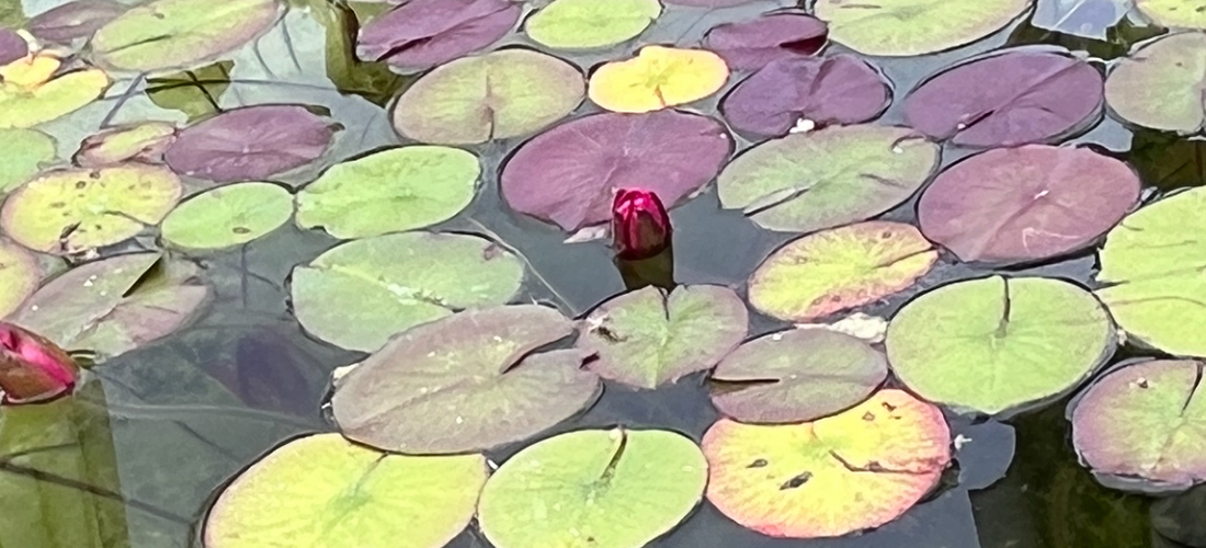 (c) 2025 Soraya-Kandan. Waterlilies as metaphor for hidden layers of culture.